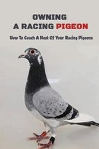 Owning A Racing Pigeon: How To Coach A Nest Of Your Racing Pigeons