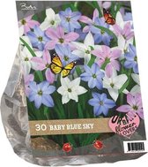 Plantenwinkel Urban Flowers Baby Blue Sky bloembollen per 30 stuks