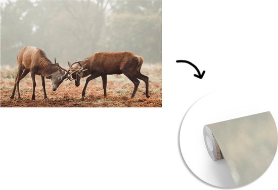 Papier peint - Papier peint photo Cerf - Forêt - Herbe - Largeur 330 cm x hauteur 220 cm