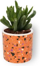 Kamerplant Crassula Horn Tree - Jadeplant - ± 12cm hoog - ⌀  7cm  - in oranje cilinder pot