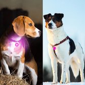 Professor Q - Siècle des Lumières Dog - Led Light Chiens - Light Dog Collier - Chiens Light Collier - Dog Light - Rose