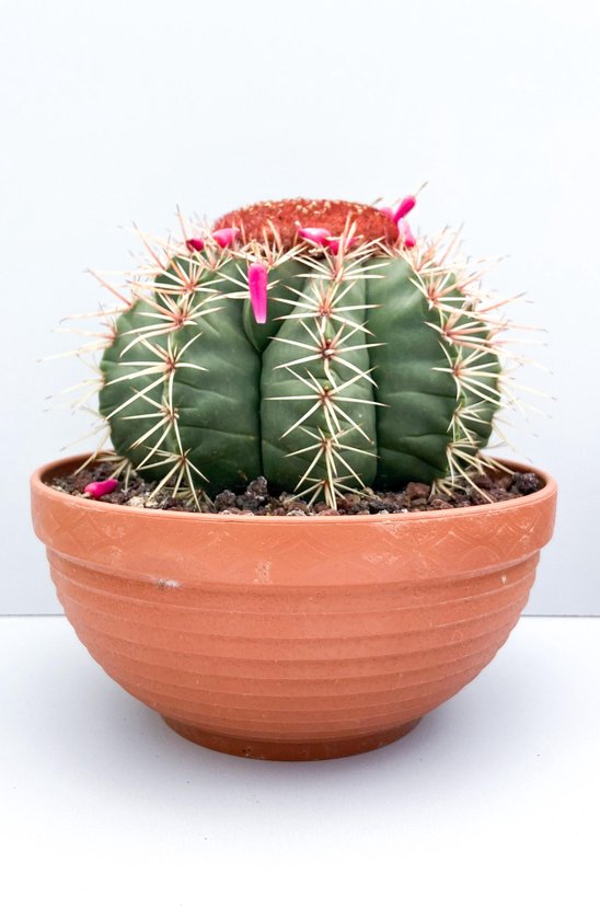 Melocactus – Matanzanus – Bolcactus