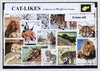 Afbeelding van het spelletje Katachtigen – Luxe postzegel pakket (A6 formaat) : collectie van 50 verschillende postzegels van katachtigen – kan als ansichtkaart in een A6 envelop - authentiek cadeau - kado tip - geschenk -kaart - kat - kater -  tijger - katten - panter - cheeta