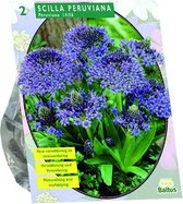 Plantenwinkel Scilla Peruviana sterhyacint bloembollen per 2 stuks