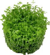 Micranthemum Monte Carlo 100cc cup - 3 Stuks - Aquariumplanten InVitro - Aquarium decoratie - Aqua Producten - Moerings
