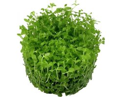Micranthemum Monte Carlo 100cc cup - 3 Stuks - Aquariumplanten InVitro - Aquarium decoratie - Aqua Producten - Moerings