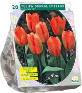 Plantenwinkel Tulipa Orange Emperor Fosteriana tulpen bloembollen per 20 stuks