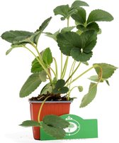 Fragaria x ananassa 'Framberry' aardbei, 3 stuks in 9 cm pot