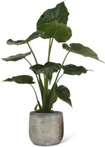 We Love Plants - Alocasia Cucullata + Pot Inge - 65 cm hoog - Olifantsoor