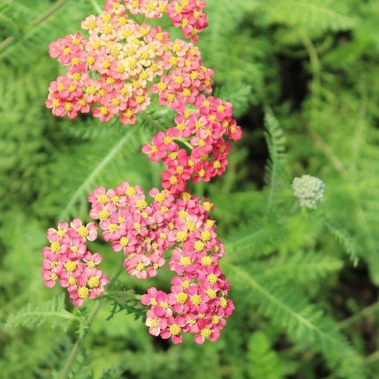 6x Achillea millefolium ‘Paprika’ - Duizendblad - Pot 9x9 cm