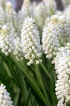 Muscari Aucheri White Magic  - 50 stuks -- druifjes