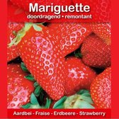 15x Aardbei 'Mariguette' - Pot Ø 10,5 cm