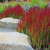8 x Japans Bloedgras - Siergras - Tuinplanten - Imperata Red Baron in C2 pot met hoogte 10-20cm