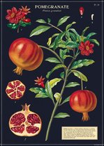 Poster Pomegranate - Cavallini & Co - Schoolplaat Granaatappel