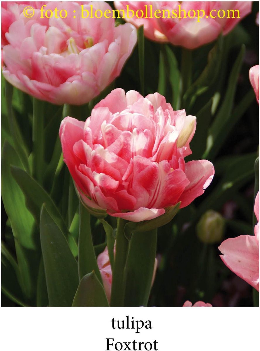 tulp Foxtrot 25 bollen maat 12/+ tulpen bloembollen