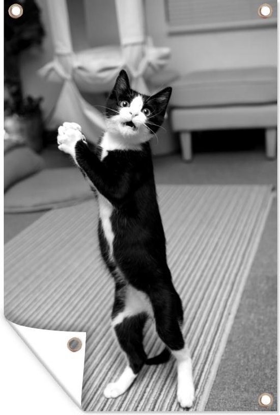 Tuinposter Tuindoek Tuinposters buiten Kat op achterpoten zwart wit 80x120...