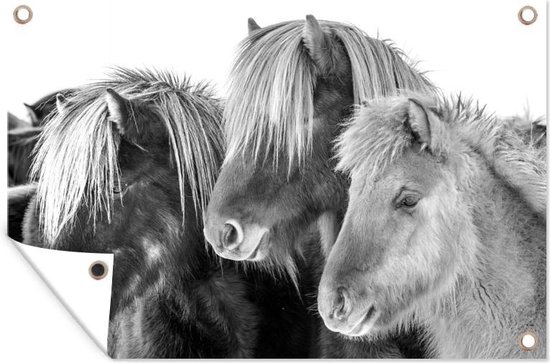 Drie IJslander paarden in de sneeuw - zwart wit - Tuindoek