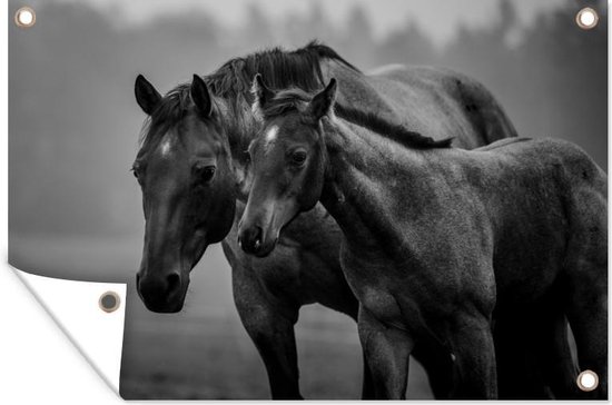 Tuindecoratie Quarter paard met veulen in mistig weiland - zwart wit - 60x40 cm - Tuinposter - Tuindoek - Buitenposter