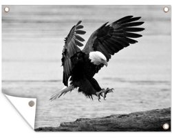 Tuinposter - Tuindoek - Tuinposters buiten - Amerikaanse zeearend maakt landing op strand - zwart wit - 120x90 cm - Tuin