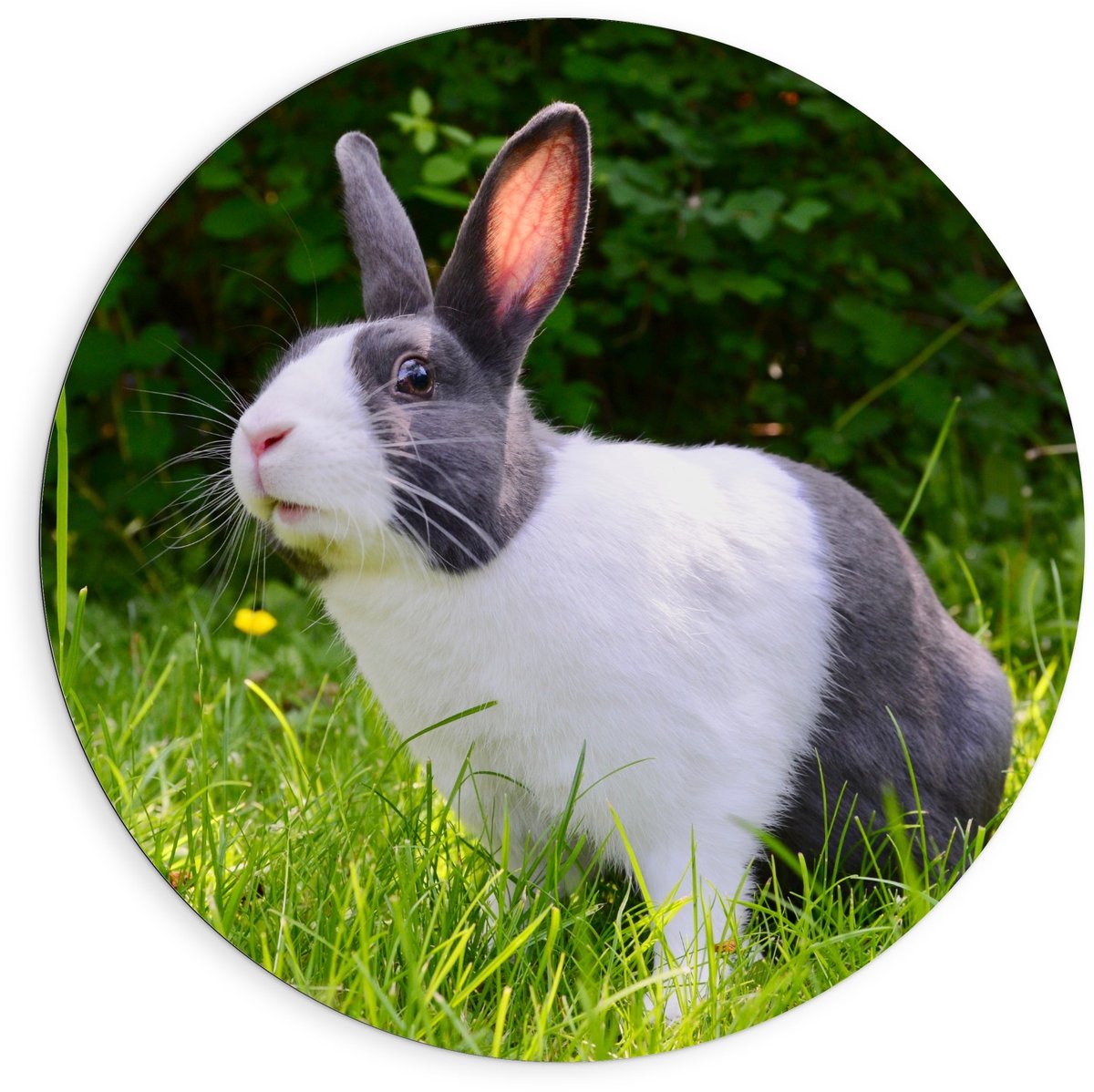 KuijsFotoprint Dibond Wandcirkel - Zwart/Wit Konijn in het Gras - 90x90cm Foto op Aluminium Wandcirkel (met ophangsysteem) Groen