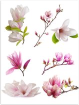 Poster – Magnolia Bloemen op Wit Oppervlak - 30x40cm Foto op Posterpapier