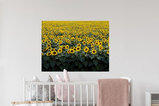 Stickers muraux - Film autocollant - Fleurs - Tournesol - Champ - 80x60 cm - Film adhésif - Stickers muraux Chambre d'enfant - Papier peint autocollant