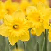 KH Bloembollen - 25 Narcis Bollen Marinette - Kleur Geel