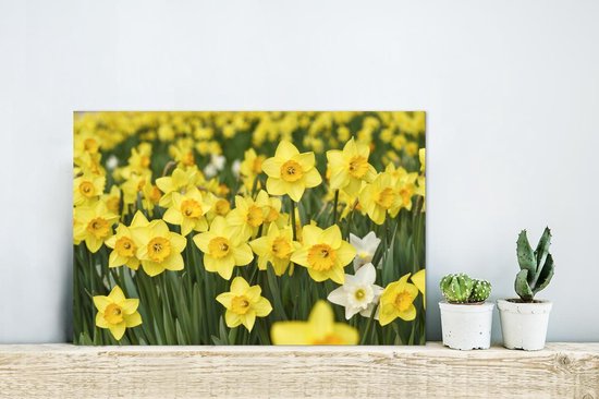 Décoration murale Métal - Peinture Aluminium Industriel - Fleurs - Jaune - Jonquilles - 30x20 cm - Dibond - Photo sur aluminium - Décoration murale industrielle - Pour le salon/chambre
