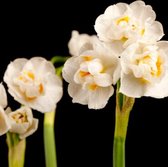 KH Bloembollen - 25 Narcis Bollen Bridel Crown - Kleur Wit/Geel