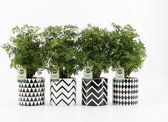 Kamerplanten van Botanicly – 4 × Polyscias in gevormde keramiek pot als set – Hoogte: 35 cm – Polyscias Hawaiiana Ming