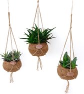 Kamerplanten van Botanicly – 3 × Aloe Mix in kokosvezel hangpot als set – Hoogte: 25 cm