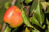 Appelboom laagstam Jonagold - 80cm hoog - 5 liter pot