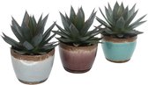 Trio Agave ‘Shaka Zulu’ in Old Look keramiek – ↨ 20cm – ⌀ 15cm