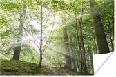 Affiche Forêt - Arbres - Soleil - 120x80 cm