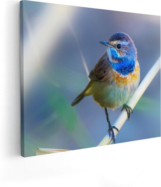 Artaza Canvas Schilderij Kleurrijke Blauwborst Vogel Op Een Tak - 50x40 - Foto Op Canvas - Canvas Print