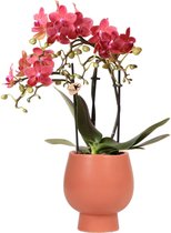Kolibri Orchids | Rode/ oranje Phalaenopsis orchidee – Congo + Scandic sierpot terracotta – potmaat Ø9cm – 40cm hoog | bloeiende kamerplant in bloempot - vers van de kweker