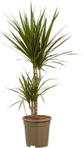 Dracaena Marginata - Luchtzuiverende Kamerplant - 80cm