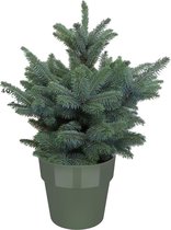 Picea Super Blue - Spar - Kerstboom - Met Elho® Bloempot Bladgroen - 50cm