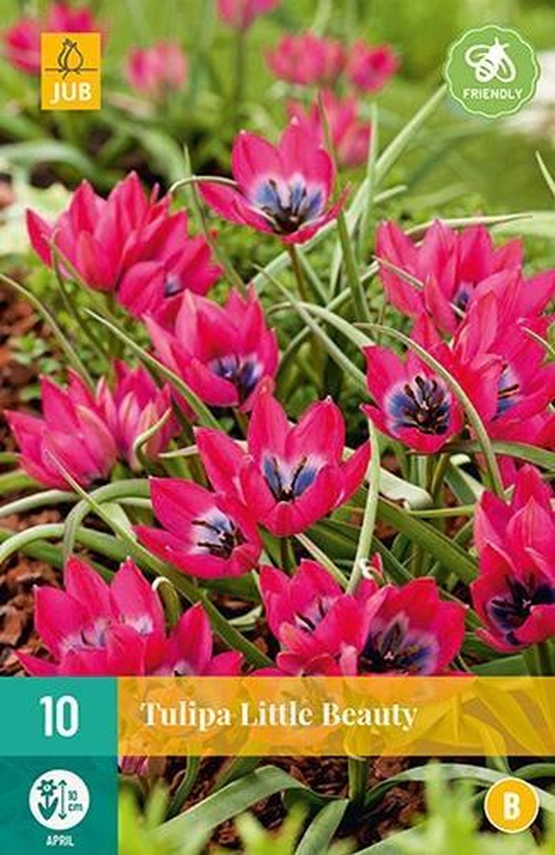 X 10 Tulipa Little Beauty
