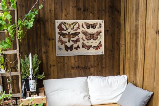Tableau de jardin Papillon - Vintage - Crayon - Animaux - 80x60 cm - Affiche de jardin