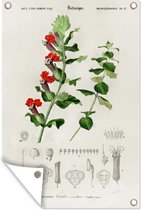 Tuinposters buiten Plant - Vintage - Botanica - 60x90 cm - Tuindoek - Buitenposter