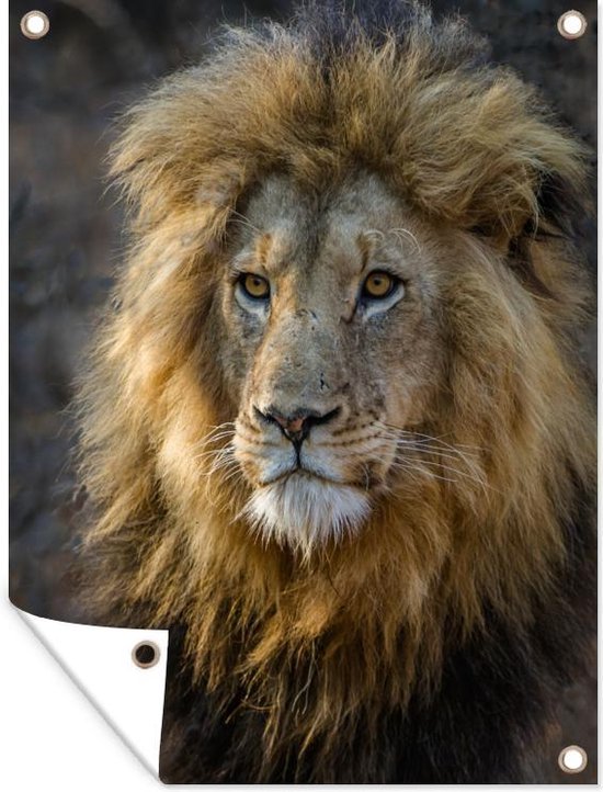 Décoration de Jardin Lion - Portrait - Sauvage - 30x40 cm - Toile de jardin