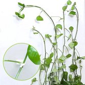 Bindmateriaal planten - Klimhulp - Plantclips - Zelfklevend - Doorzichtig - 30 stuks - Medium