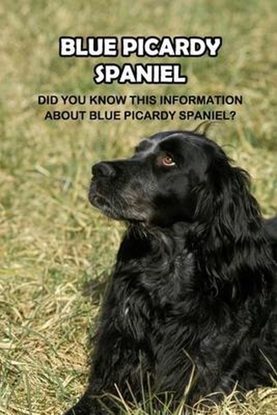 Picardy Spaniel: The Most Rare Spaniel Breed In The World