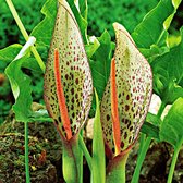 10x Aronskelk -  Arum italicum - Rood-Groen - 10 bollen - Ø5cm