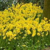 40x Narcis - Narcissus 'Martinette' - Geel - 40 bollen
