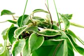 Hoya Carnosa Krimson Queen Stekje 8+ bladeren Variegata  Wasplant  Porselein