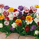 20x Dubbelbloemige tulpen - Tulipa - Mix 'Decadent Doubles' - Bloembollen tulpen - 20 bollen