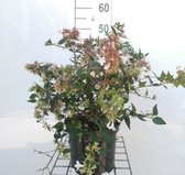 Abelia - Abelia Grandiflora - middelgrote wintergroene heester - hoogte 25-30 cm - potmaat Ø19cm