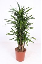 Kamerplant van Botanicly – Drakenboom – Hoogte: 140 cm – Dracaena derem. Ricki